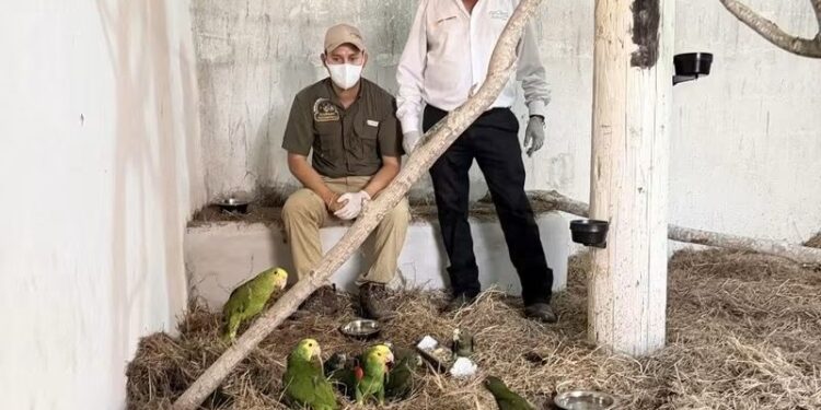 Repatrían 26 loros mexicanos y los resguardan en Ecopark Matamoros