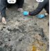 Hallan restos óseos calcinados durante búsqueda en Matamoros