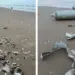 Arroja el mar cientos de desechos de SpaceX en Playa Bagdad